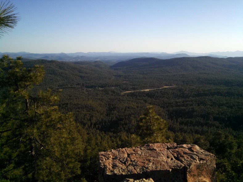 Survey site on the Gila National Forest. Photo by Jennifer Blakesley.