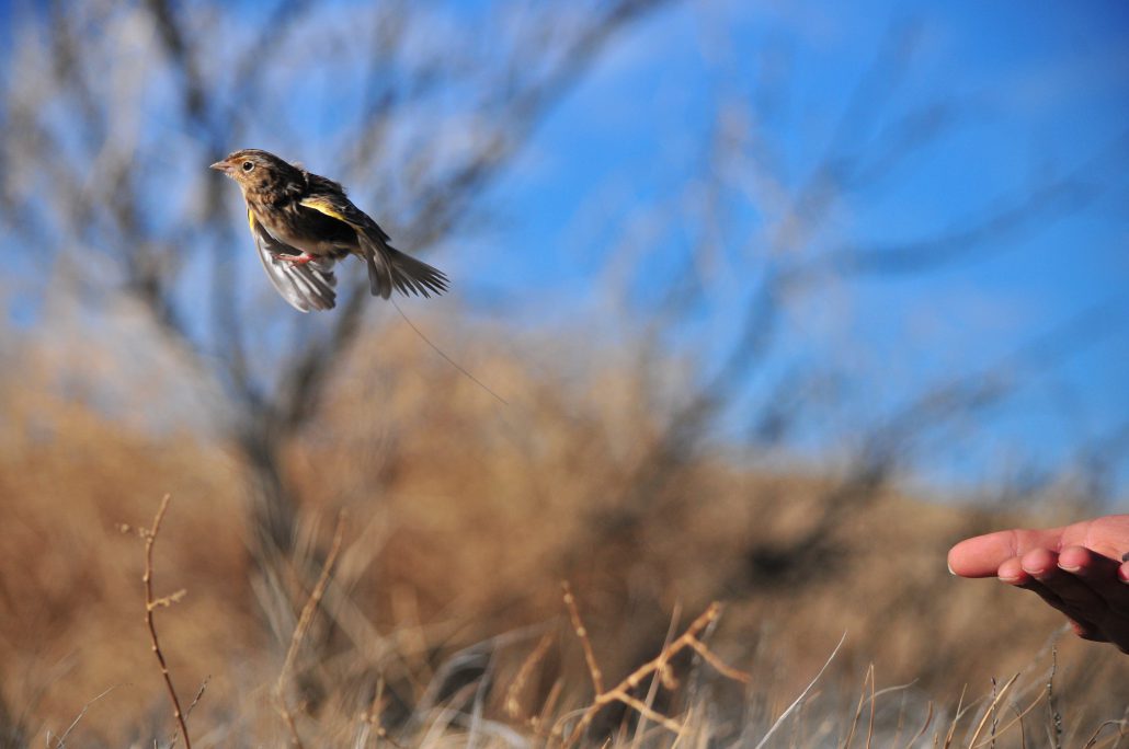Grasshopper Sparrow flying