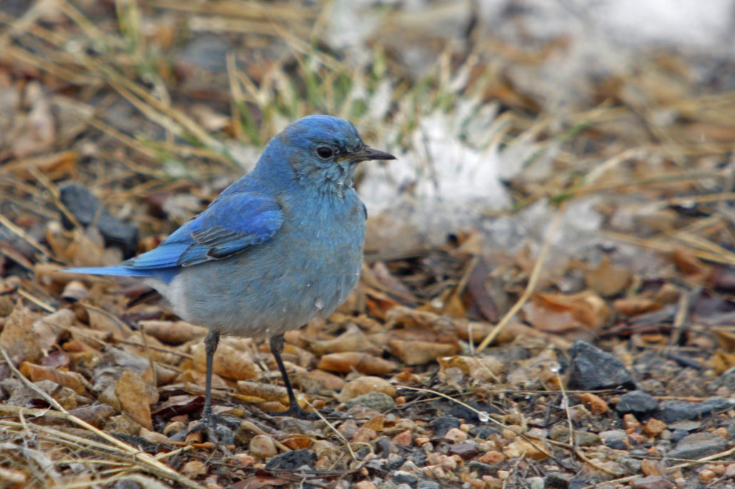Mountain Bluebird by John Carr