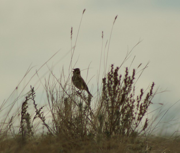 A Baird’s Sparrow joins the morning chorus on a prairie dawn (Jacy Bernath-Plaisted)