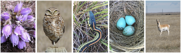 Diversity of life in the Northern Great Plains. From left to right: Prairie Crocus (Jacy Bernath-Plaisted); Burrowing Owl (Jacy Bernath-Plaisted); Plains Garter Snake (Kelsey Bell); Lark Bunting eggs (Nicole Guido); Pronghorn (Jacy Bernath-Plaisted)