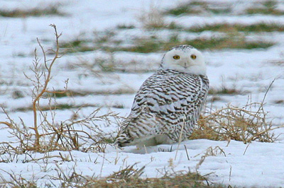 Snowy Owl