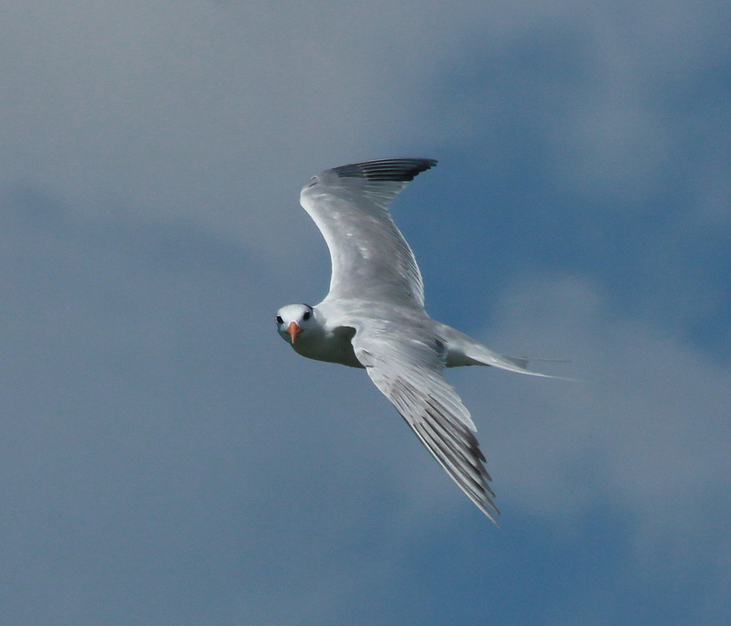 Royal Tern