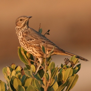 Sage Thrasher