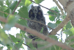 Long-eared Owl