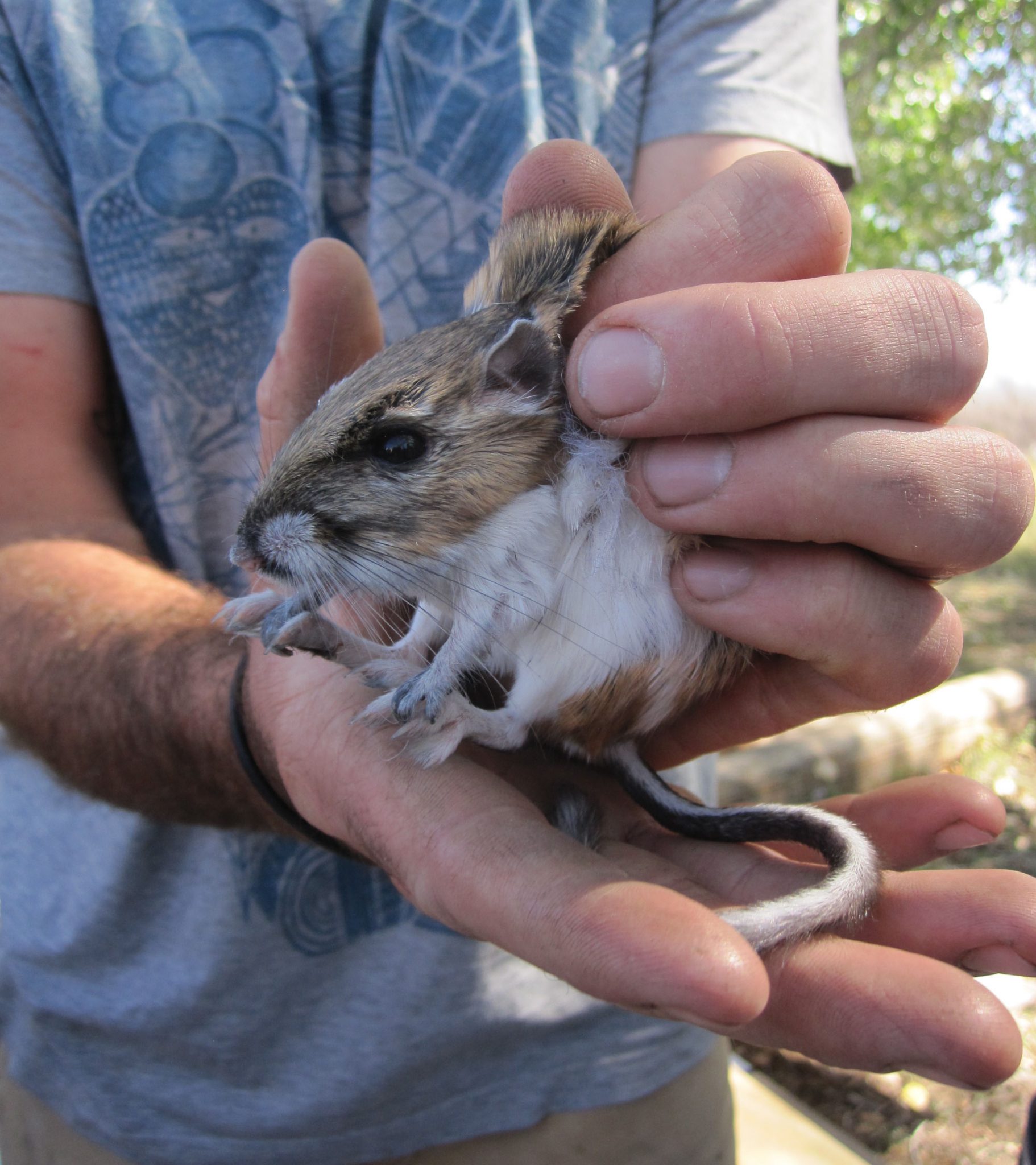 Ord's Kangaroo Rat