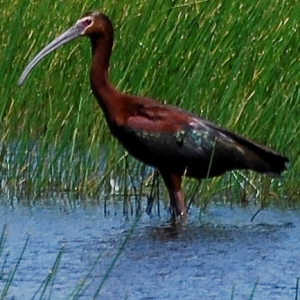 White-faced Ibis