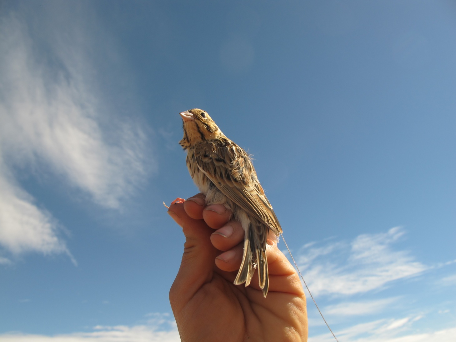 Baird's Sparrow and Transmitter
