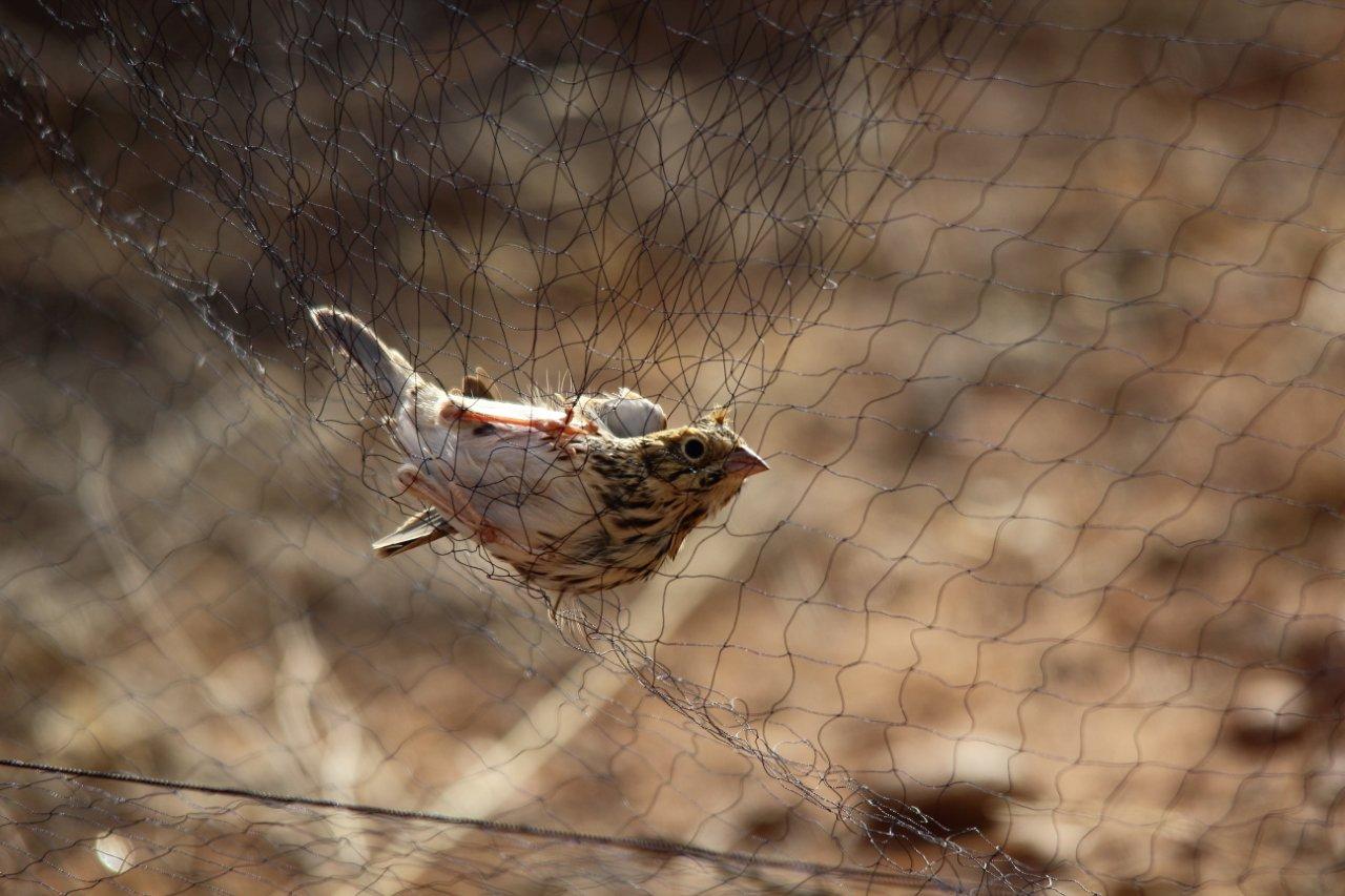 Netted Sparrow