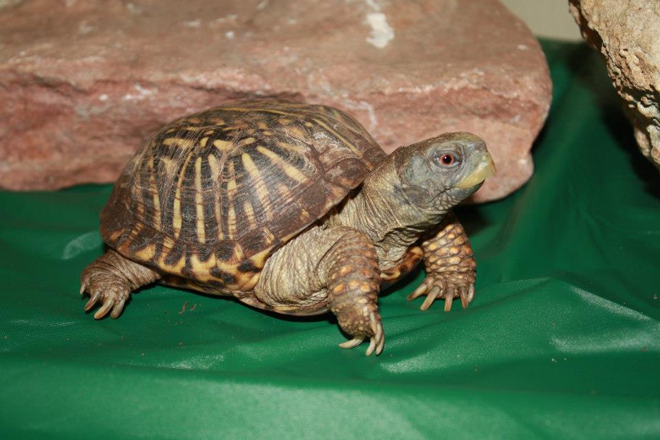 Box Turtle