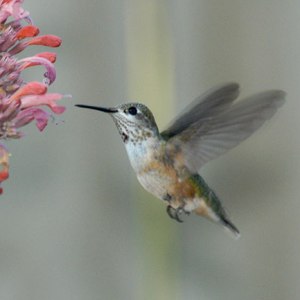 Calliope Hummingbird