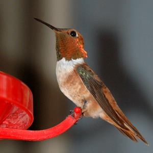 Rufous Humingbird