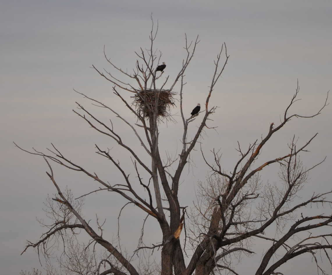 Bald Eagle Nest