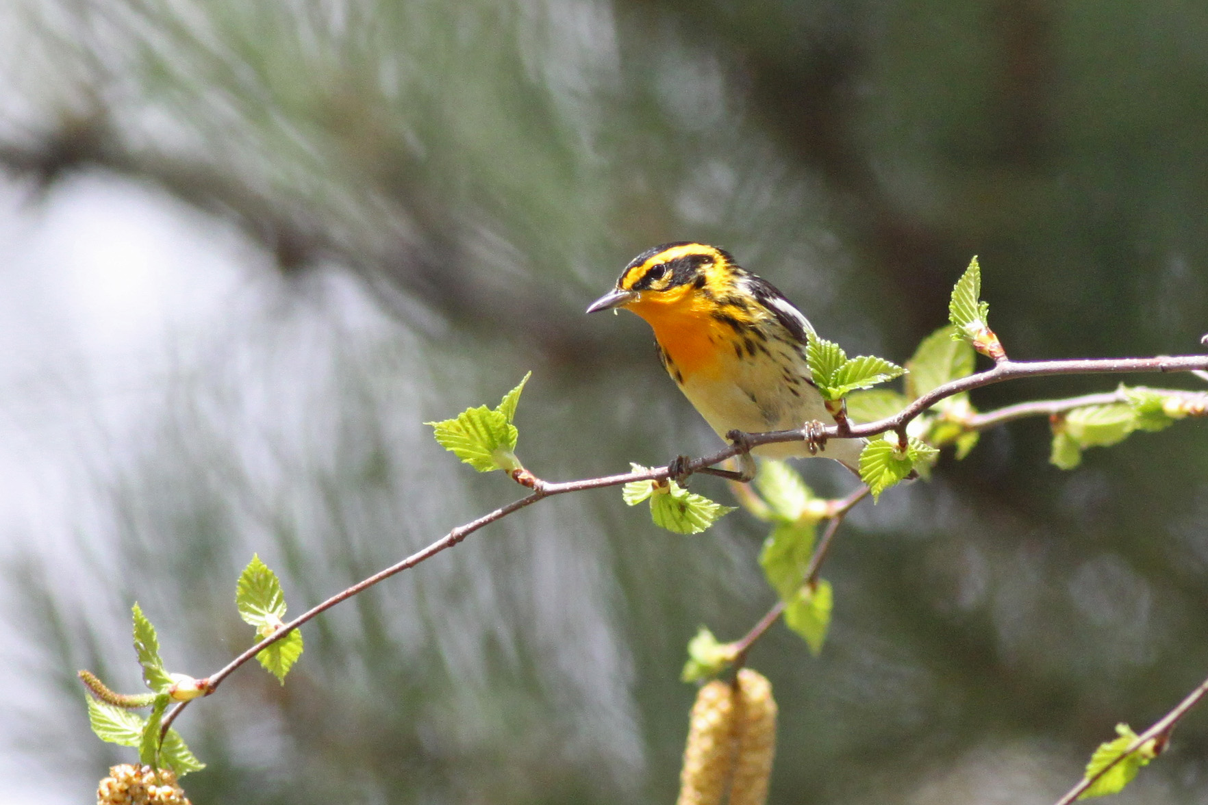 Blackburnian Warbler