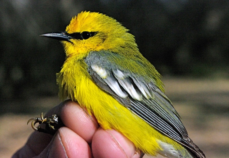 Blue-winged Warbler