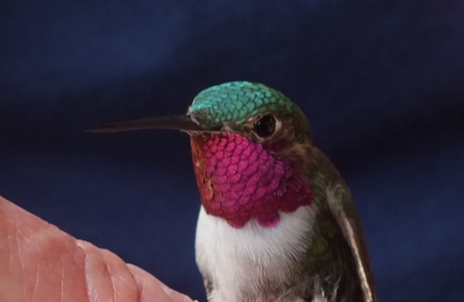 Broad-tailed Hummingbird