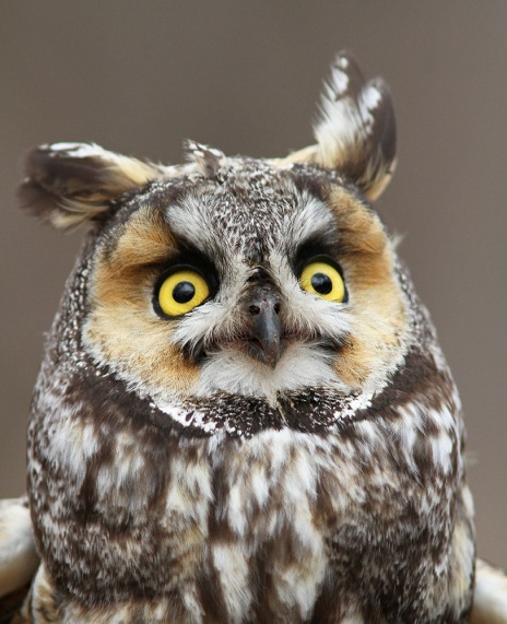 Long-eared Owl