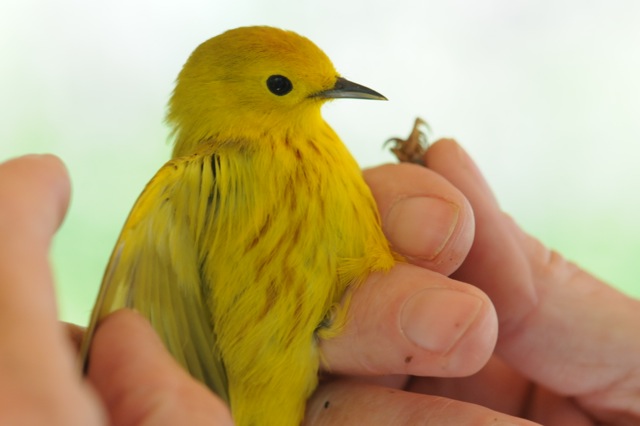 Yellow Warbler