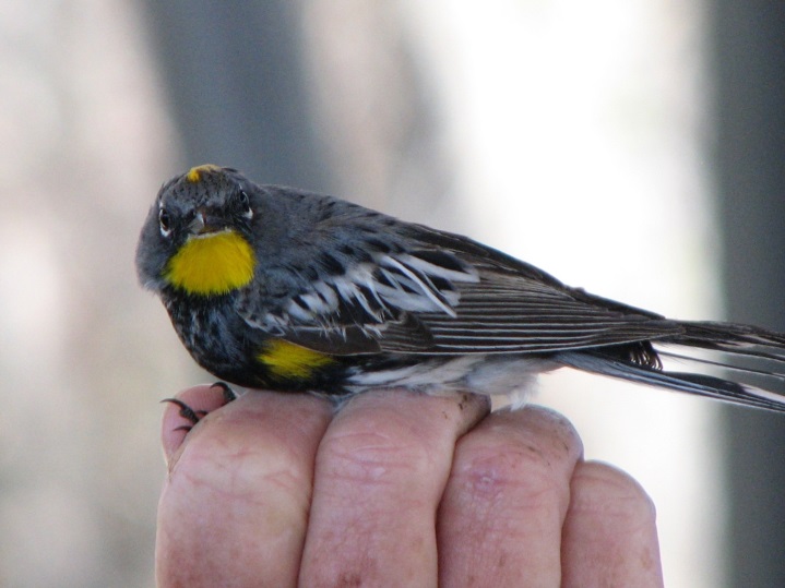 Yellow-rumped Warbler