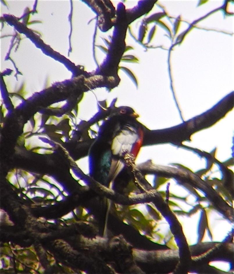 Elegant Trogon