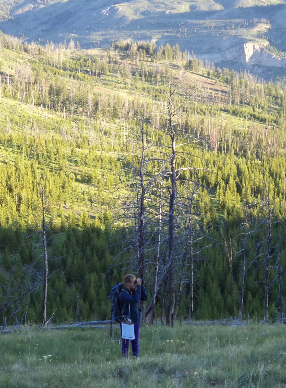 Surveying Birds