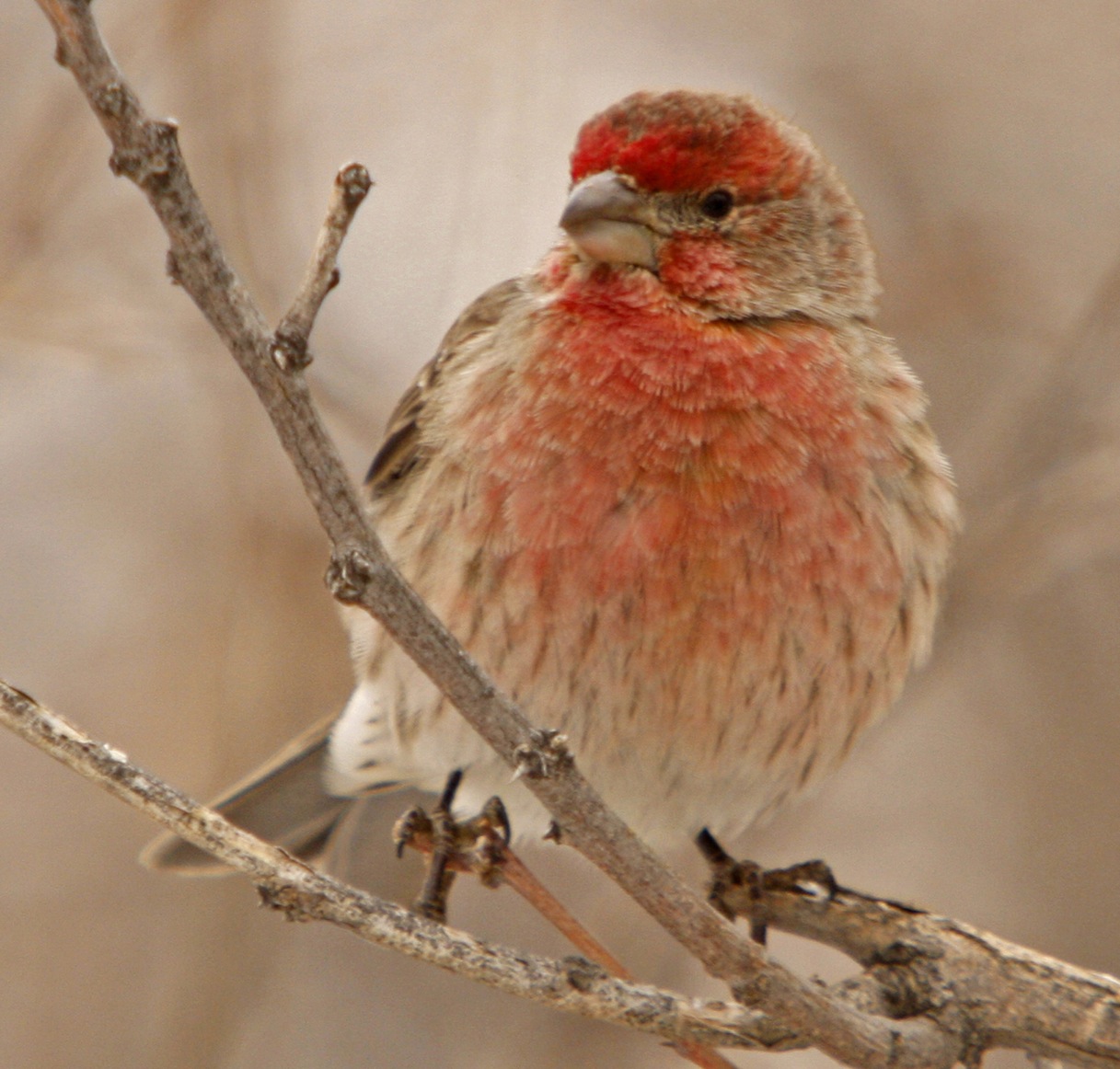 House Finch