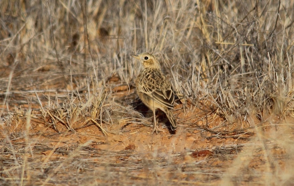 Sprague's Pipit