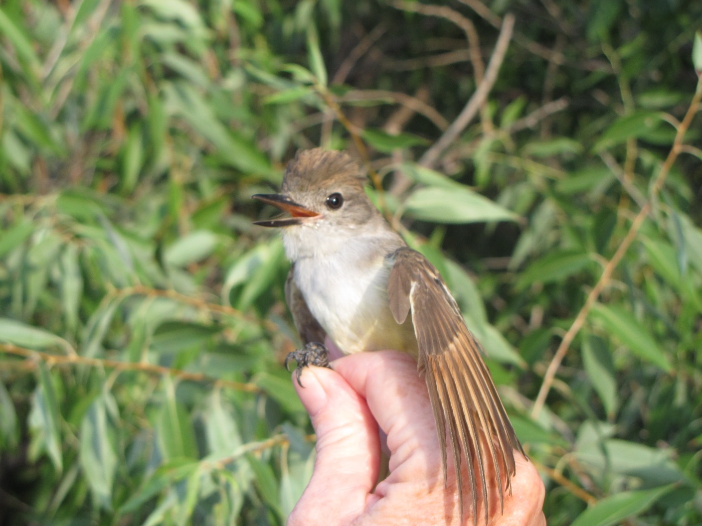 Ash-throated Flycatcher