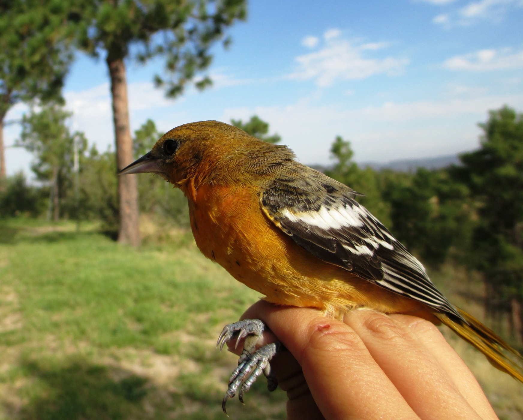 Baltimore Oriole