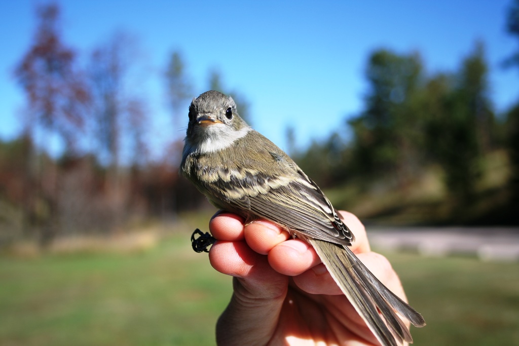 Dusky Flycatcher