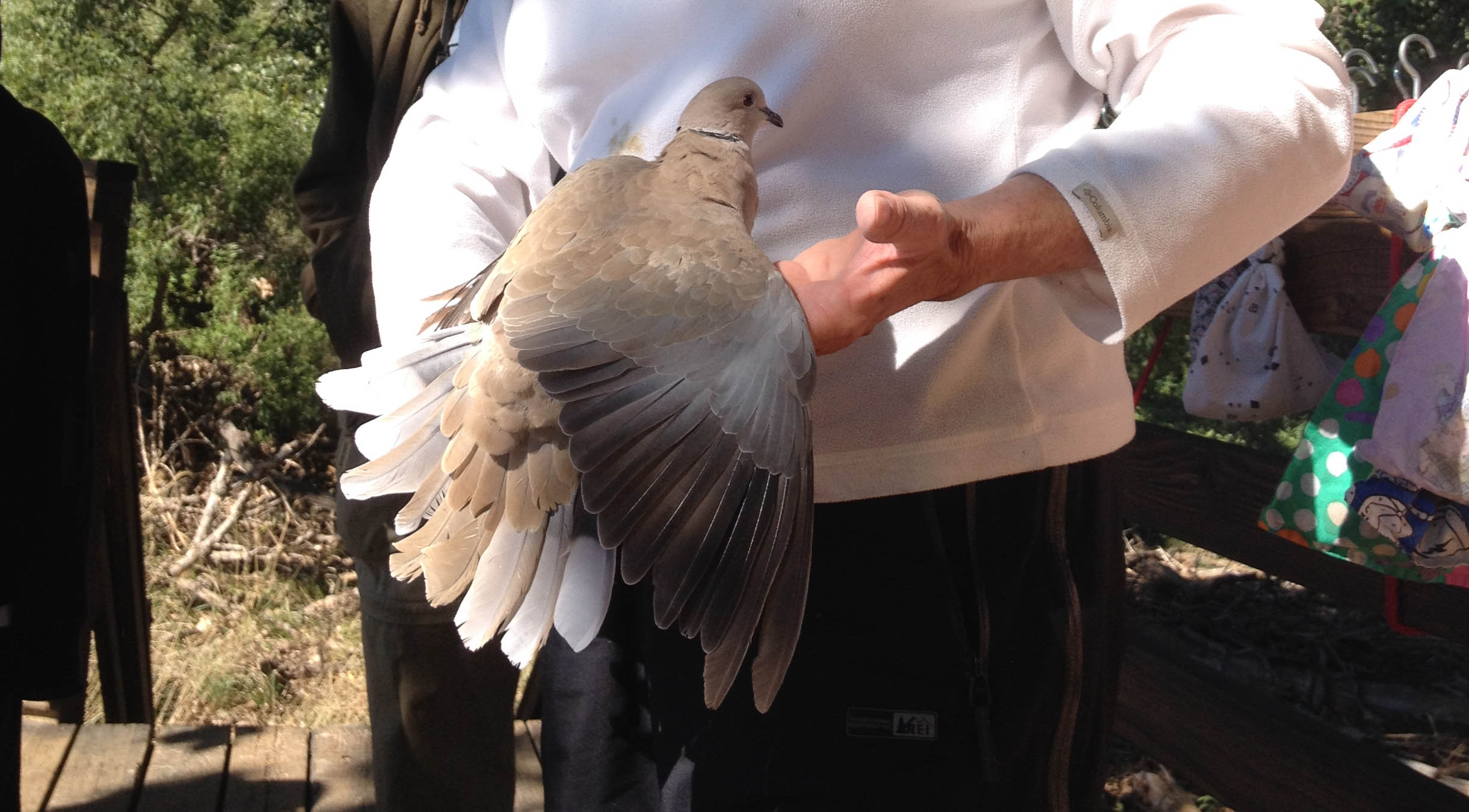 Eurasian Collared-Dove