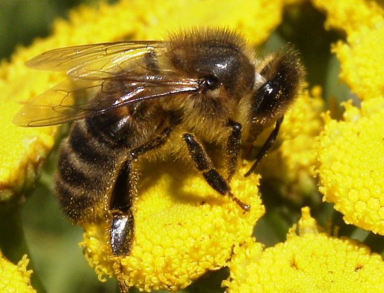 Bee