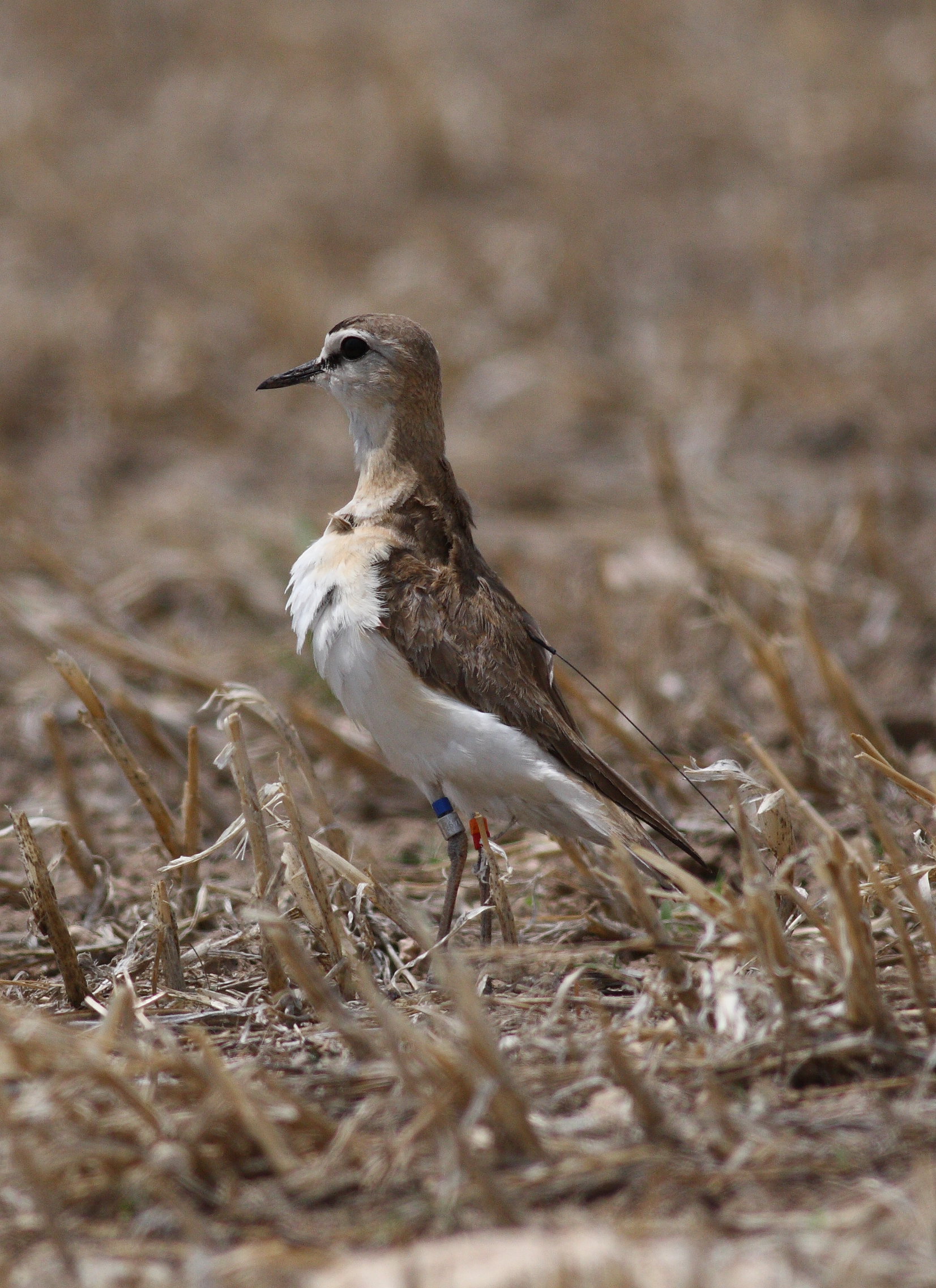 Banded Plover