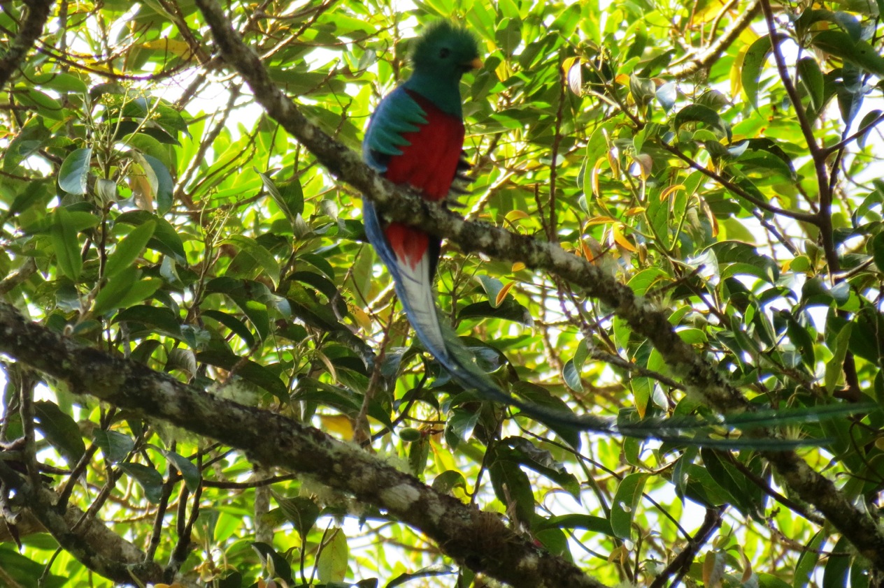 Quetzal