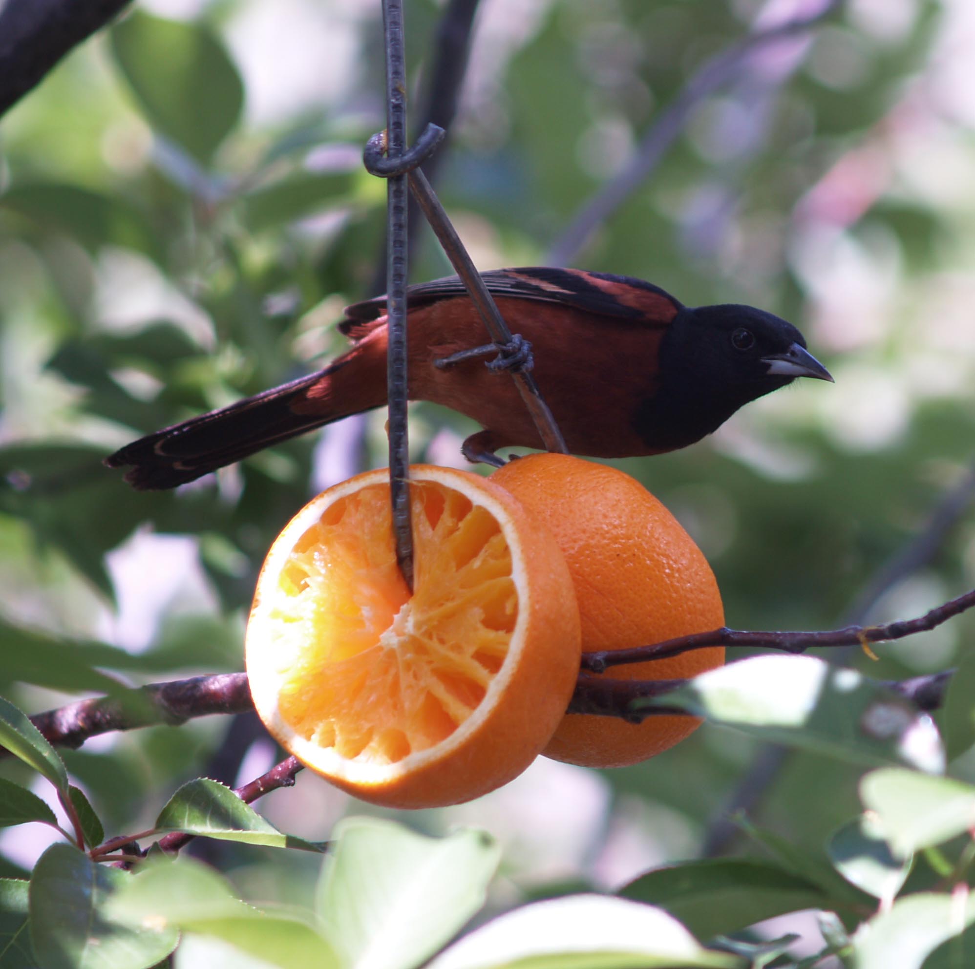 Orchard Oriole