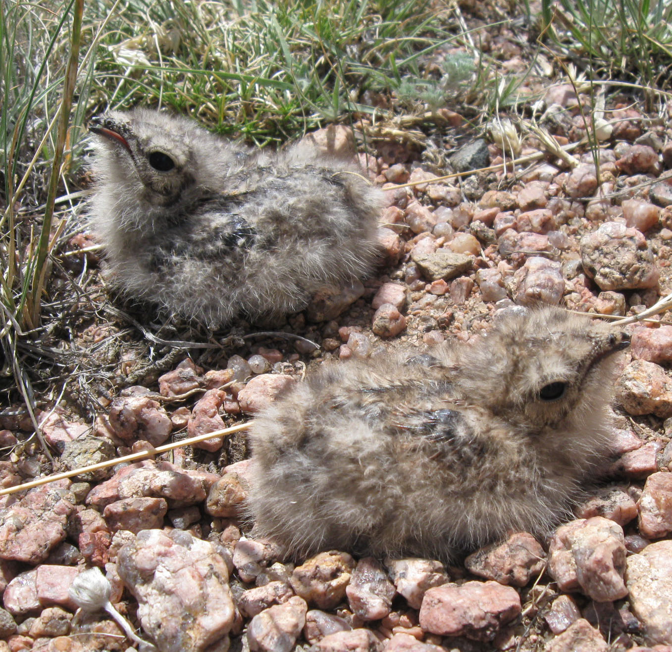 Fledglings