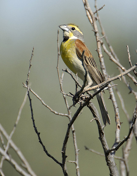 Dickcissel