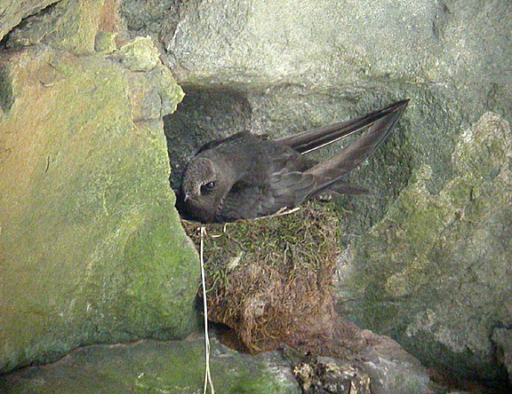 Black Swift