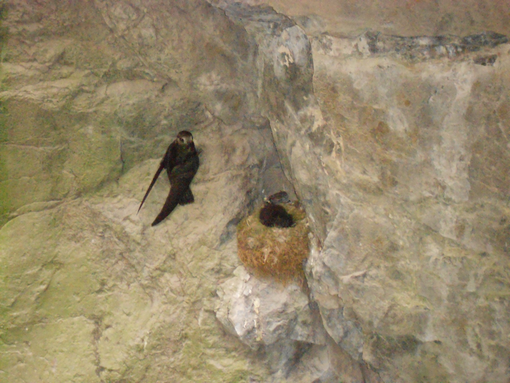 Black Swift Nestling