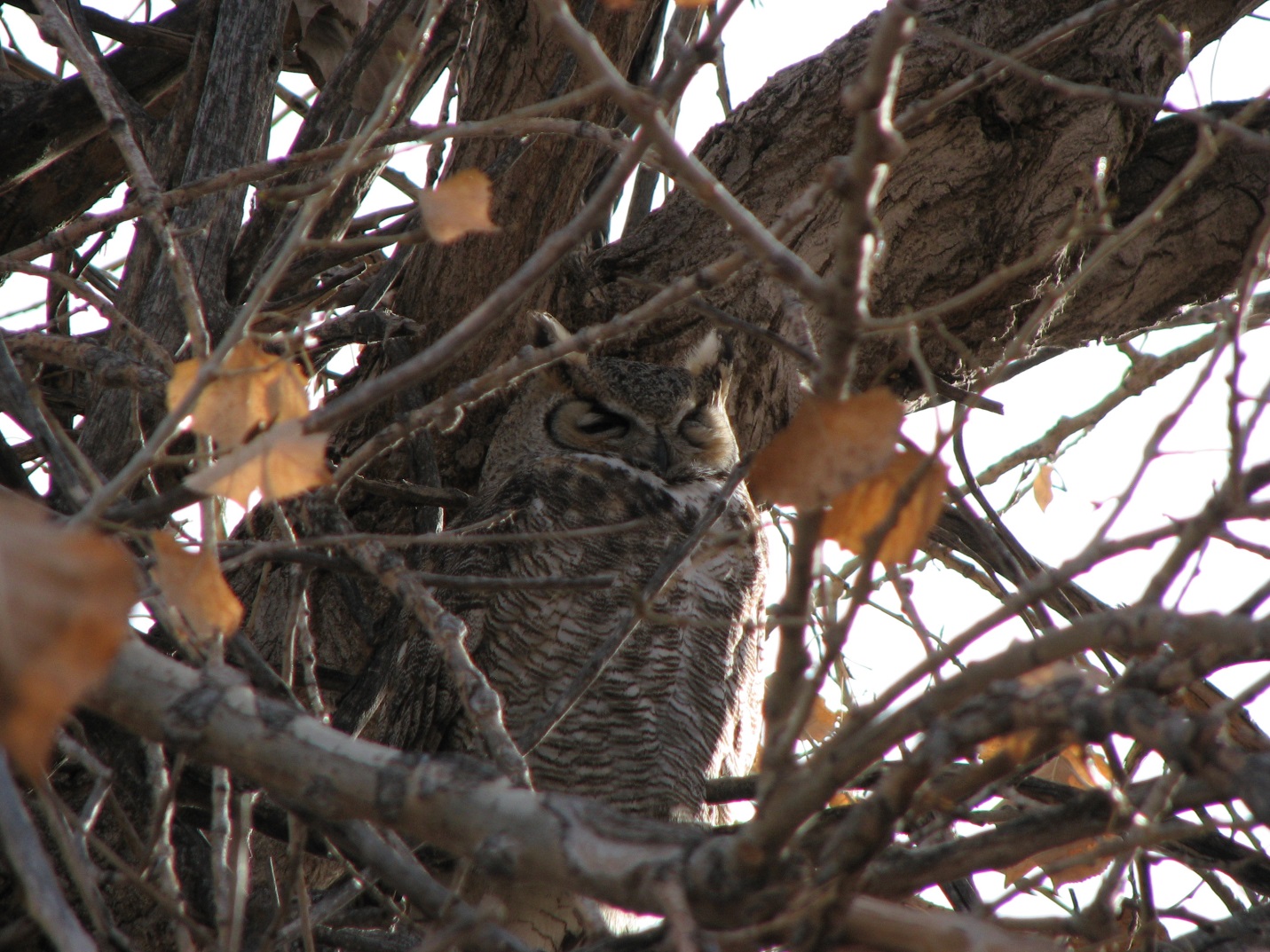 stor Horned Owl