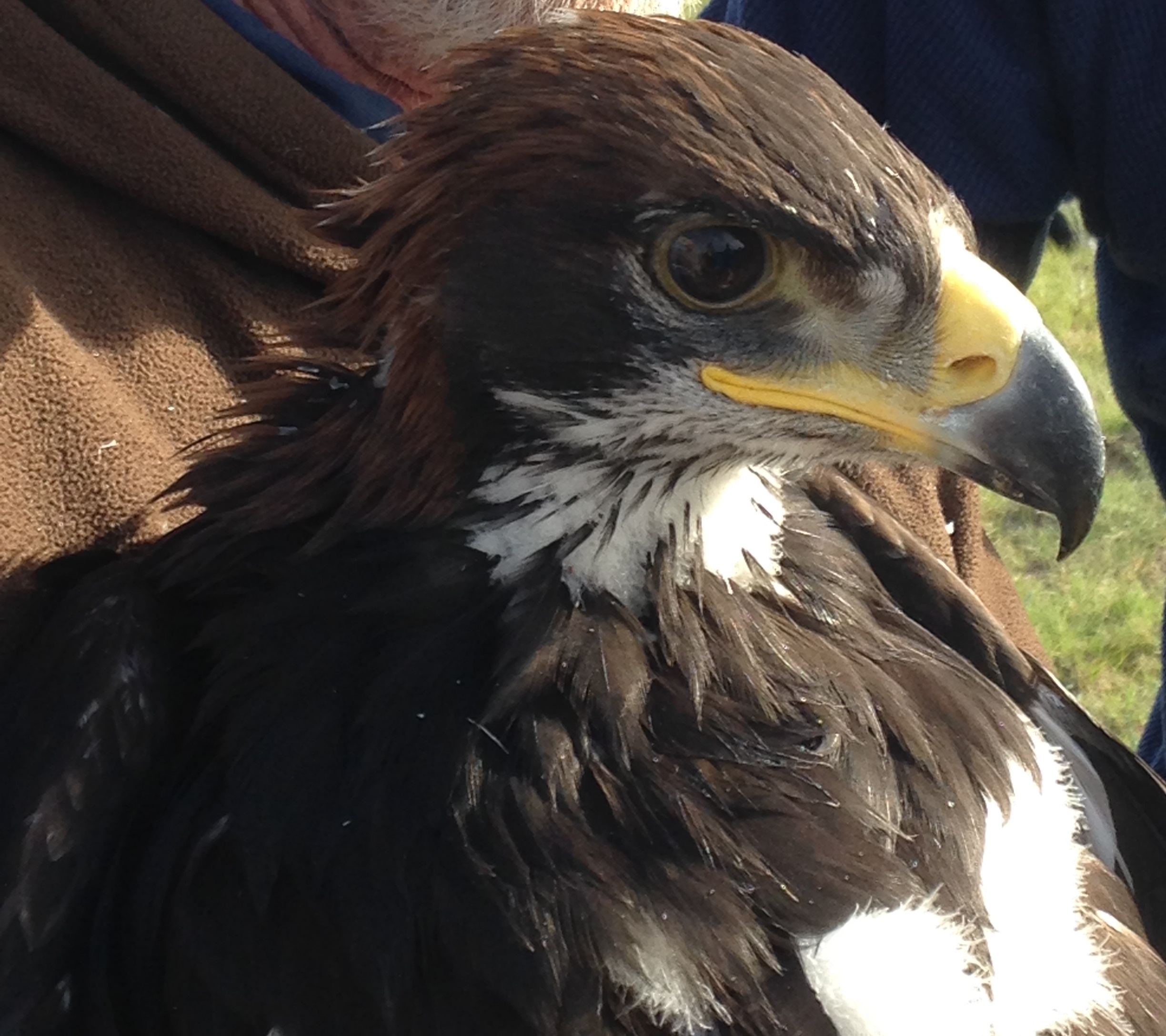 Juvenile Golden Eagle