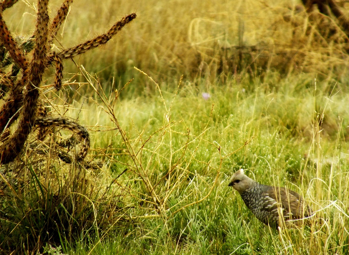 Scaled Quail