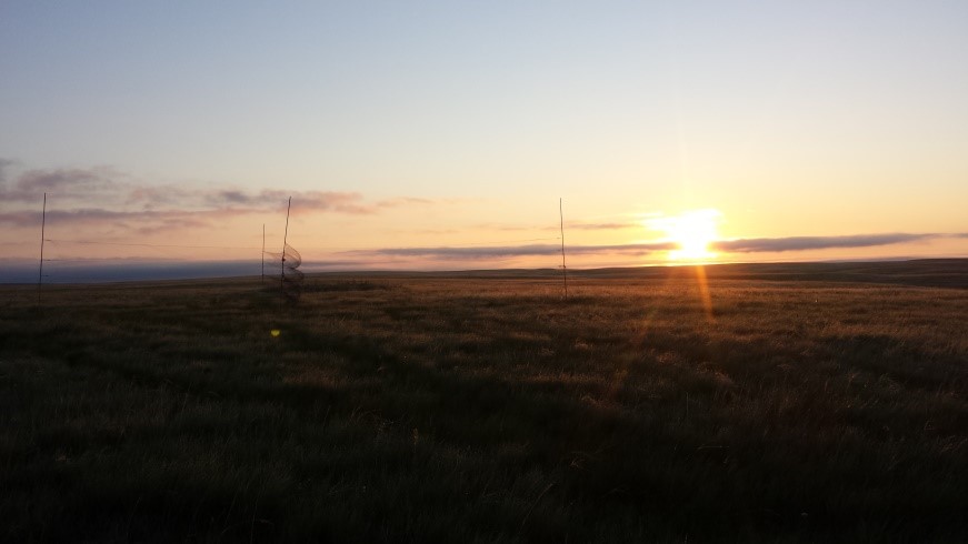 The day starts bright and early when you’re chasing sparrows in the grassland – pictured is a net set-up at sunrise. Photo by Nicole Richardson.