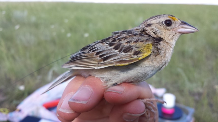 An adult Grasshopper Sparrow after being fitted with a transmitter. You can see the antenna extending off the back of the bird. Photo by Nicole Richardson.