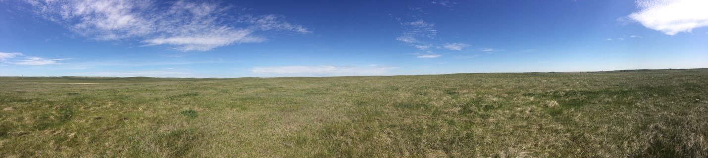 The vast expanse of the prairie – it may look like just grass, but that grass was bustling with the activity of nesting grassland birds! Photo by Kaitlyn Wilson.