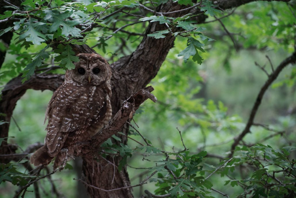 Mexican Spotted Owl. Photo by Danny Hofstadter, (Bird Conservancy field technician).
