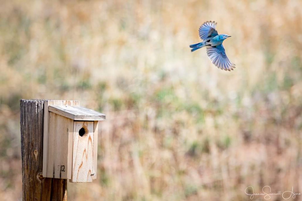 A bluebird launches itself from a nestbox on the Soderberg Bluebird Trail in Larimer County, CO. Photo by Jeanie Sumrall-Ajero.