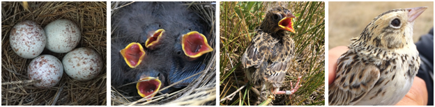 Tracking Baird’s Sparrow survival across the breeding cycle. Photos from left to right: Baird’s Sparrow eggs in nests (Nicole Guidio); Day 4 Baird’s Sparrow nestlings (Kelsey Bell); Baird’s Sparrow fledging outfitted with radio-transmitter (Kelsey Bell); MT Deputy Crew Leader Sasha Robinson holds an adult Baird’s Sparrow after transmitter attachment (Jacy Bernath-Plaisted)