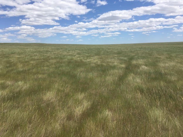 Mixed-grass prairie landscape at Bird Conservancy’s study site in western North Dakota. Photo by Kelsey Bell.