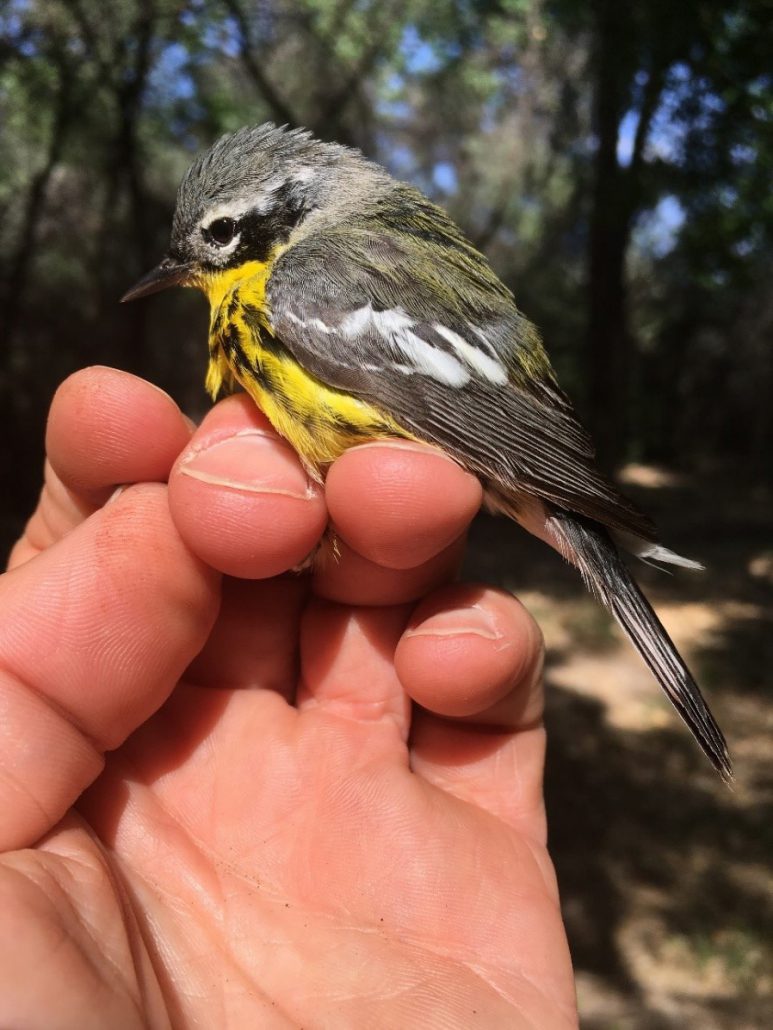 We banded a second-year male Magnolia Warbler this spring, just one of the 31 species of warblers that have been banded at Chico Basin Ranch. Photo by Ken Burton.